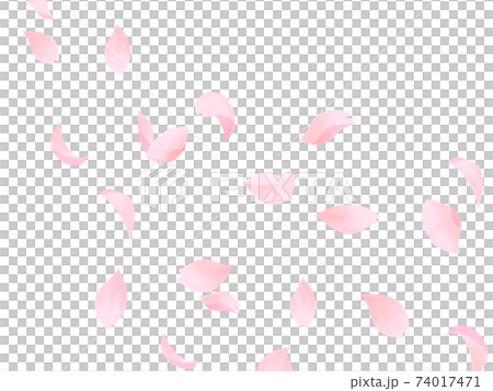 舞い落ちる桜の花びら 74017471