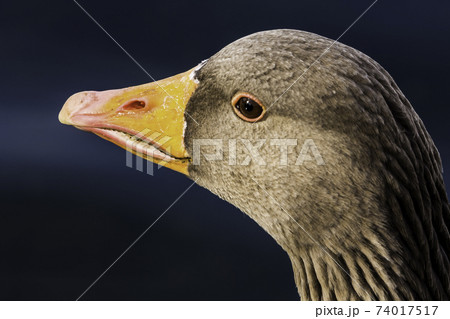 Wild greylag goose (Anser anser) Wild greylag goose (Anser anser) 74017517