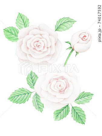 色鉛筆 花 バラのイラスト素材