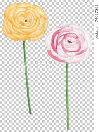 毛彩色鉛筆繪圖 74017598