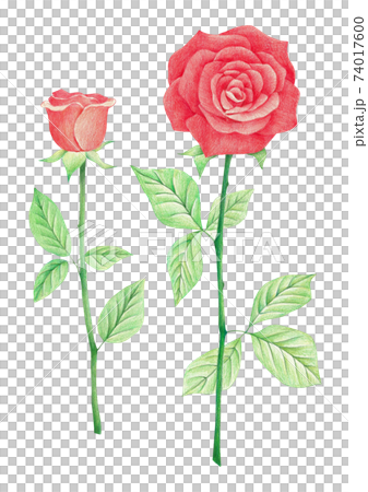 紅玫瑰彩色的鉛筆圖 74017600