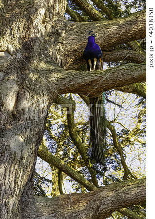 Peacock - male Indian or green peafowl on the tree in British Park  74018050