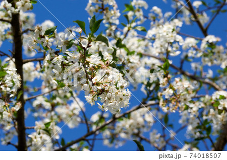 Cherry Blossom Cherry Blossom 74018507