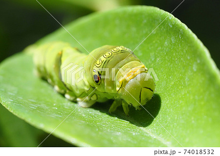 ナミアゲハ（アゲハ）の幼虫（5齢） 74018532