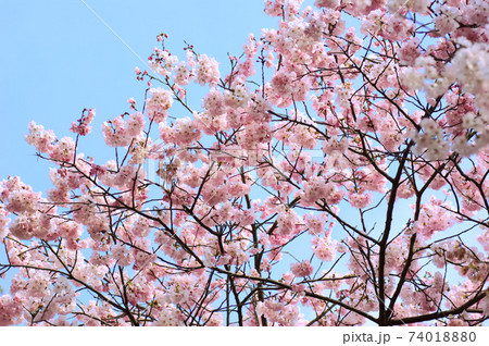 三重県伊勢市 宮川堤の桜(日本の桜名所100選) 三重県伊勢市 宮川堤の桜(日本の桜名所100選) 74018880