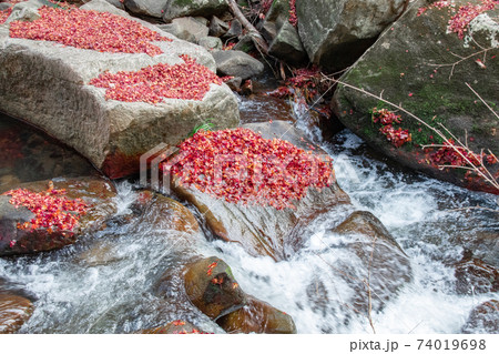 紅葉した真っ赤な楓の落葉が降り注ぐ渓流 岡山県総社市豪渓の写真素材