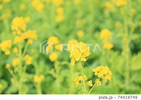 菜の花 菜の花 74019749