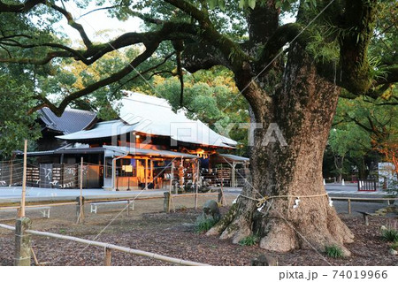諫早神社のクス群 74019966