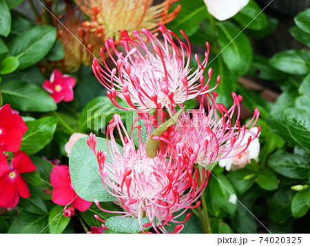 赤いヒゲのある植物の写真素材