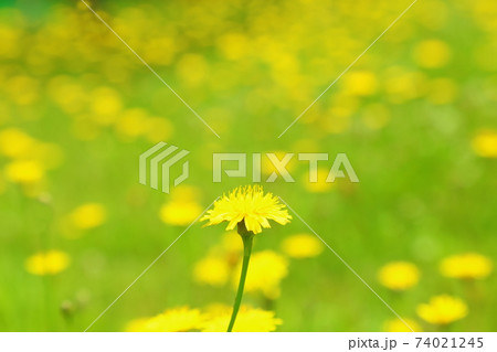 ブタナ 黄色い野草の写真素材