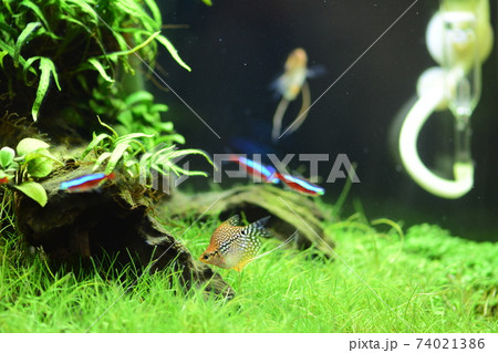 水槽の熱帯魚 水槽の熱帯魚 74021386