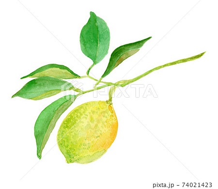 Citrus limon レモン 74021423
