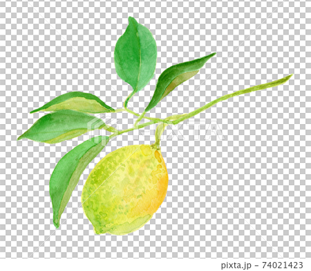 Citrus limon レモン 74021423