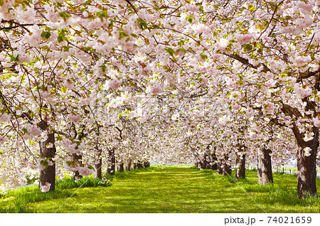 信州　小布施　ヤエザクラ並木 74021659