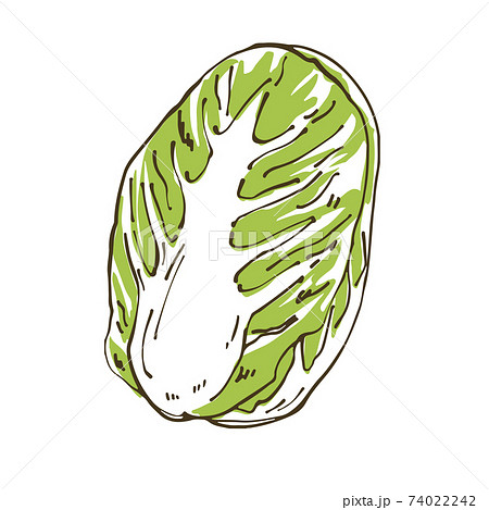 白菜 野菜の手描きスケッチイラストのイラスト素材