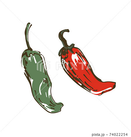 とうがらし　野菜の手描きスケッチイラスト 74022254