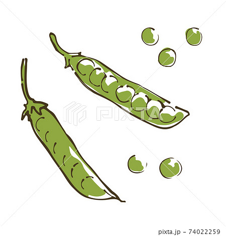 さやえんどう 野菜の手描きスケッチイラストのイラスト素材