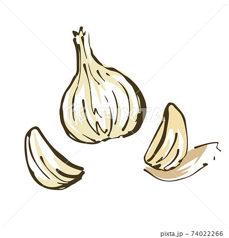 にんにく 野菜の手描きスケッチイラストのイラスト素材