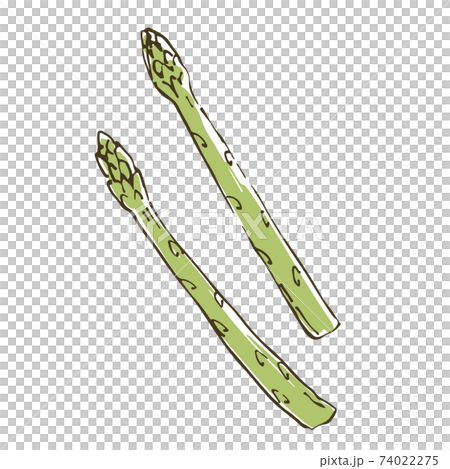 アスパラガス 野菜の手描きスケッチイラスト アスパラガス 野菜の手描きスケッチイラスト 74022275