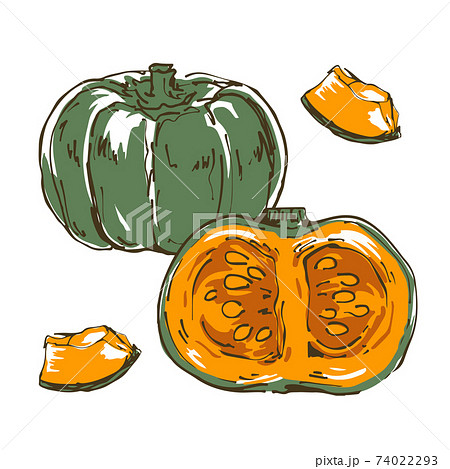 かぼちゃ 野菜の手描きスケッチイラストのイラスト素材 [74022293] - PIXTA