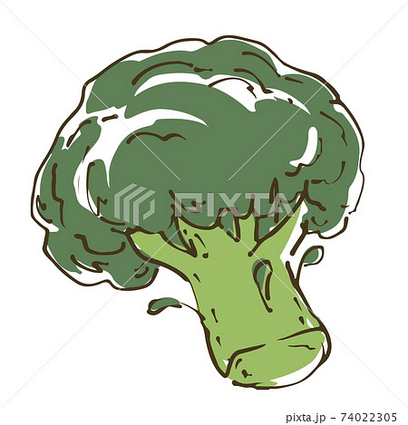 ブロッコリー 野菜の手描きスケッチイラストのイラスト素材