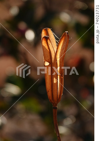 テッポウユリ テッポウユリ 74023731