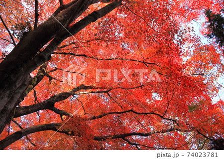 紅葉・中山寺奥之院 紅葉・中山寺奥之院 74023781