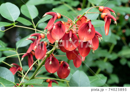 アメリカディエゴの花 アメリカディエゴの花 74023893