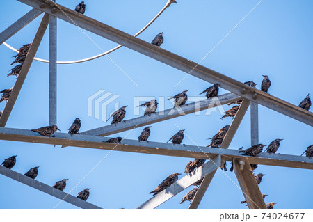 Birds Sitting on electrical pylon Birds Sitting on electrical pylon 74024677