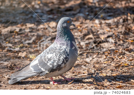European wood pigeon, grey color with white spot on neck, walking on grass looking for food in a city park European wood pigeon, grey color with white spot on neck, walking on grass looking for food in a city park 74024683