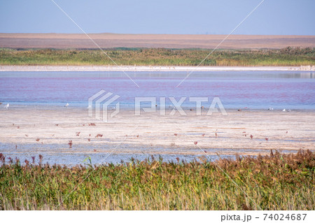 A beautiful salt lake with pink water. A beautiful salt lake with pink water. 74024687