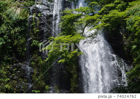 新緑と滝・箕面の滝 74024762