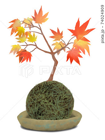 苔玉とモミジ盆栽 渋い色の陶器皿の飾り Maple Tree Bonsai On Moss Ballのイラスト素材