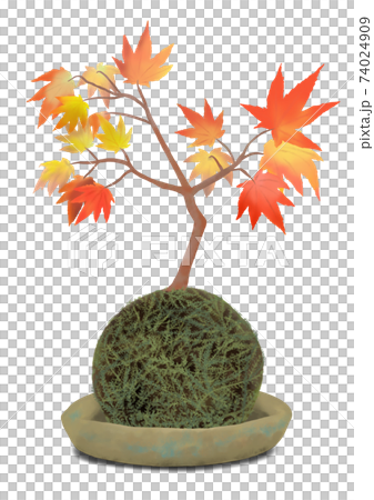 苔蘚球和楓樹盆景苔蘚球上的楓樹BONSAI 74024909