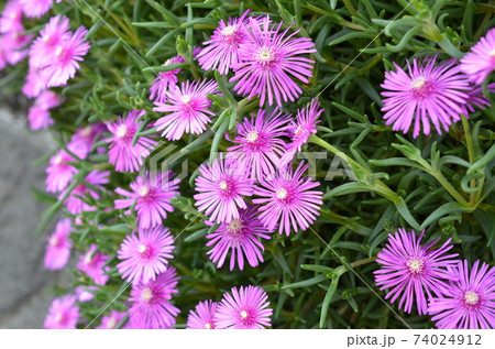 マツバギク マツバギク 74024912