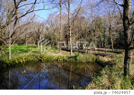 1月 小金井145ハケ ほたるの池 と国分寺崖線 自然観察園 の写真素材