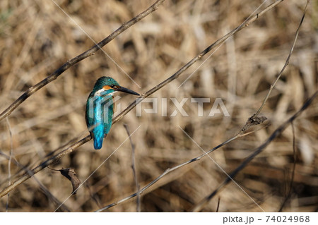 1月 三鷹22野川のカワセミ・大沢の里 1月 三鷹22野川のカワセミ・大沢の里 74024968