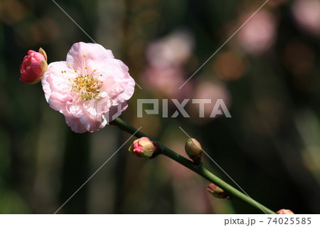 Close up shot of plum blossom Close up shot of plum blossom 74025585