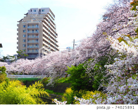 天竺川の桜 天竺川の桜 74025891