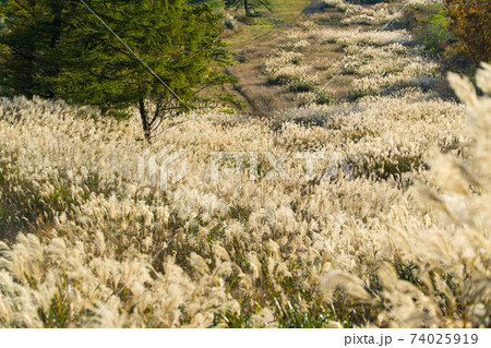 伊吹山登山道中のススキ 伊吹山登山道中のススキ 74025919