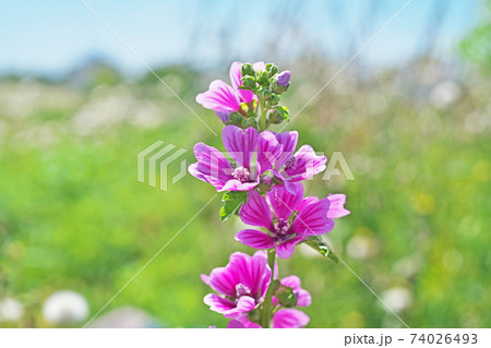 薄紫色のゼニアオイの花 薄紫色のゼニアオイの花 74026493