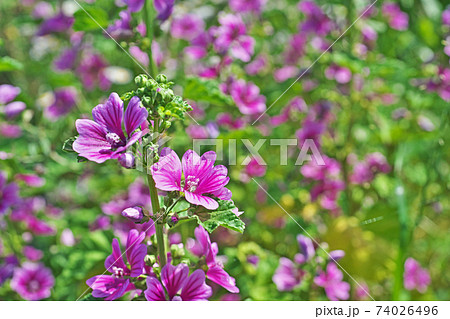 薄紫色のゼニアオイの花 74026496