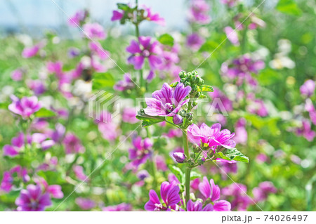 薄紫色のゼニアオイの花 薄紫色のゼニアオイの花 74026497