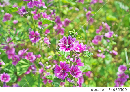 薄紫色のゼニアオイの花 薄紫色のゼニアオイの花 74026500