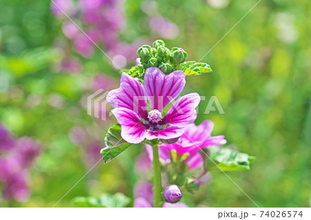 薄紫色のゼニアオイの花 74026574