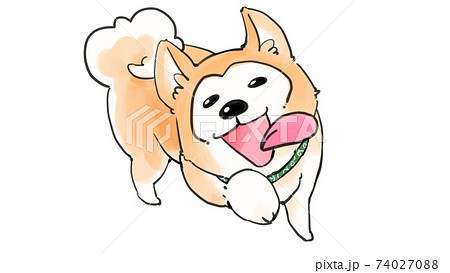 笑顔で駆け寄る柴犬 74027088