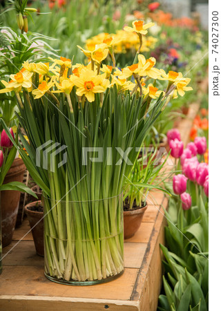 Bouquet of blooming yellow daffodil flowers Bouquet of blooming yellow daffodil flowers 74027300