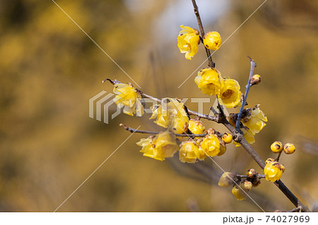 蝋梅の花 74027969