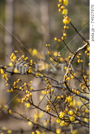蝋梅の花 74027970