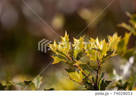 ヒイラギ尖った葉の写真素材